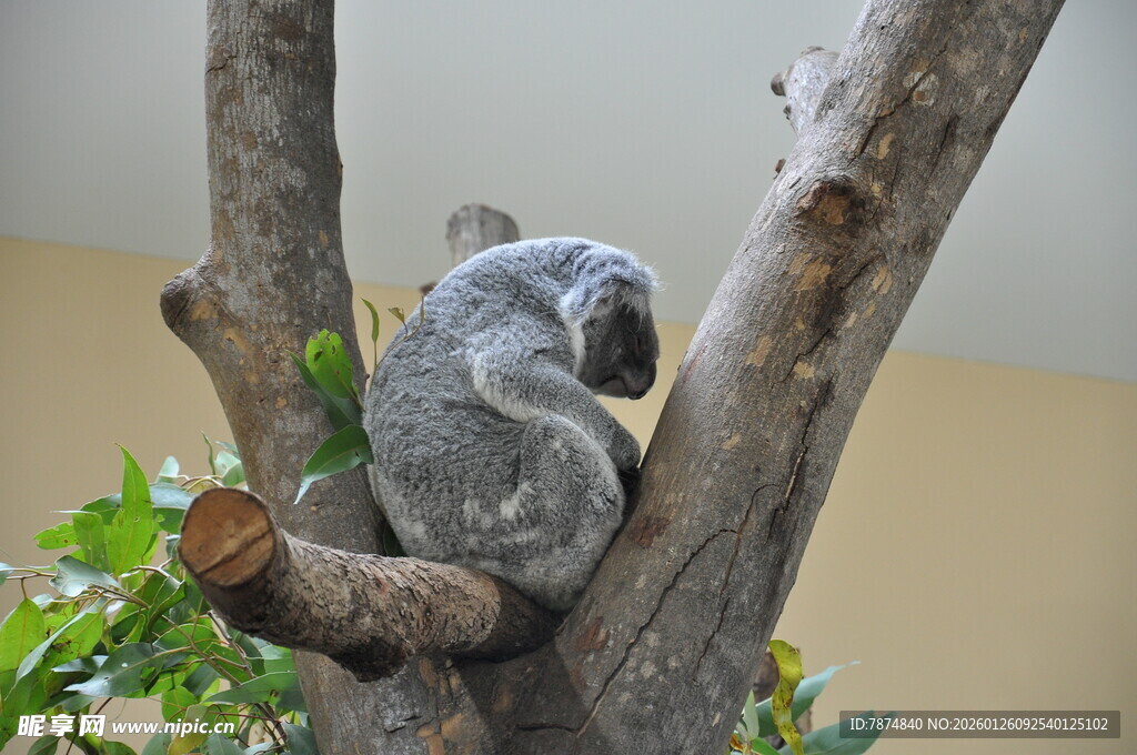 树上酣睡的考拉