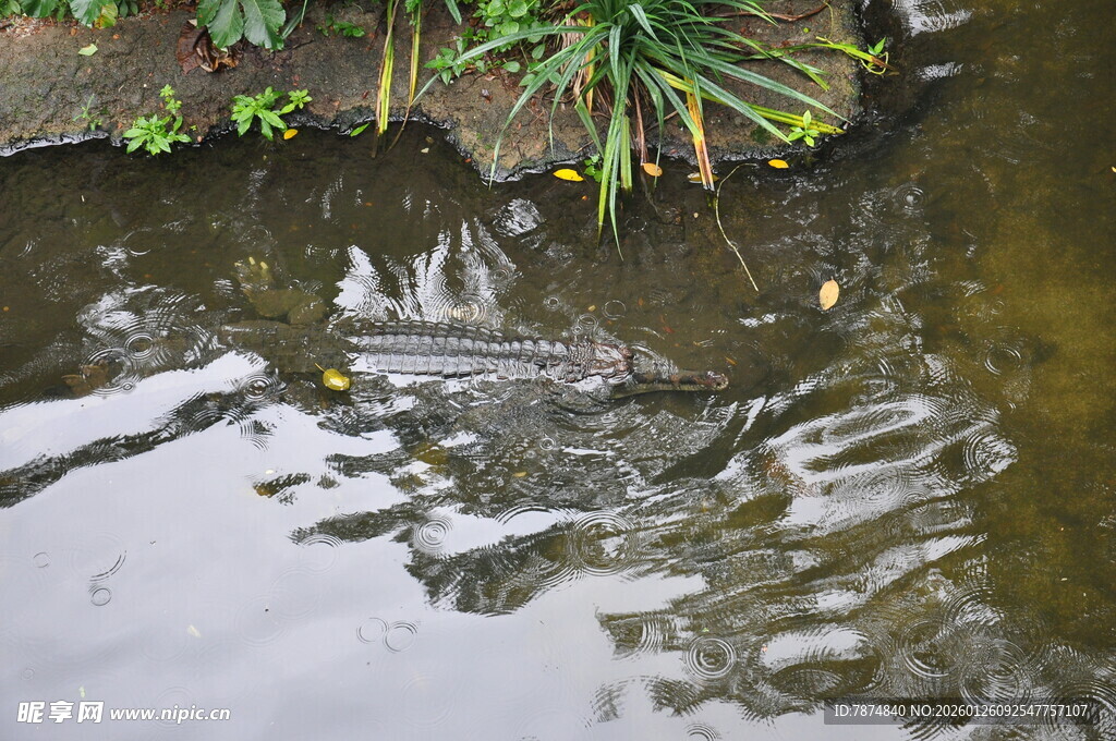 池塘中泛起的层层涟漪