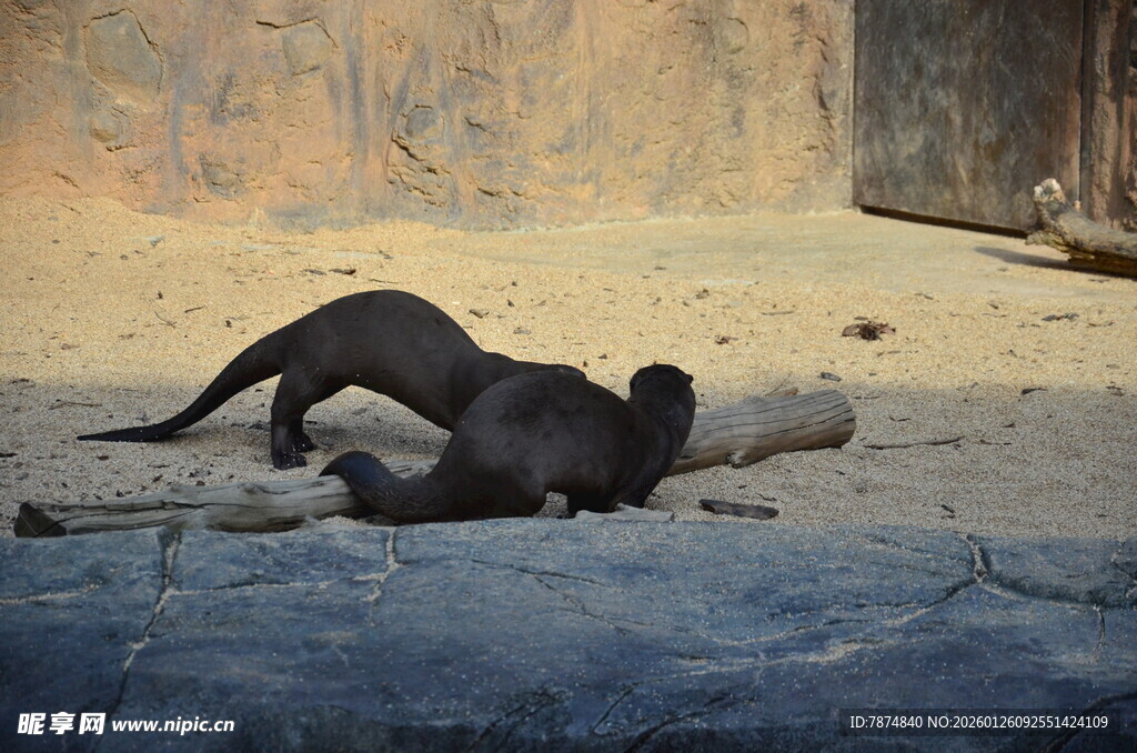 黑豹趴在木头上休憩