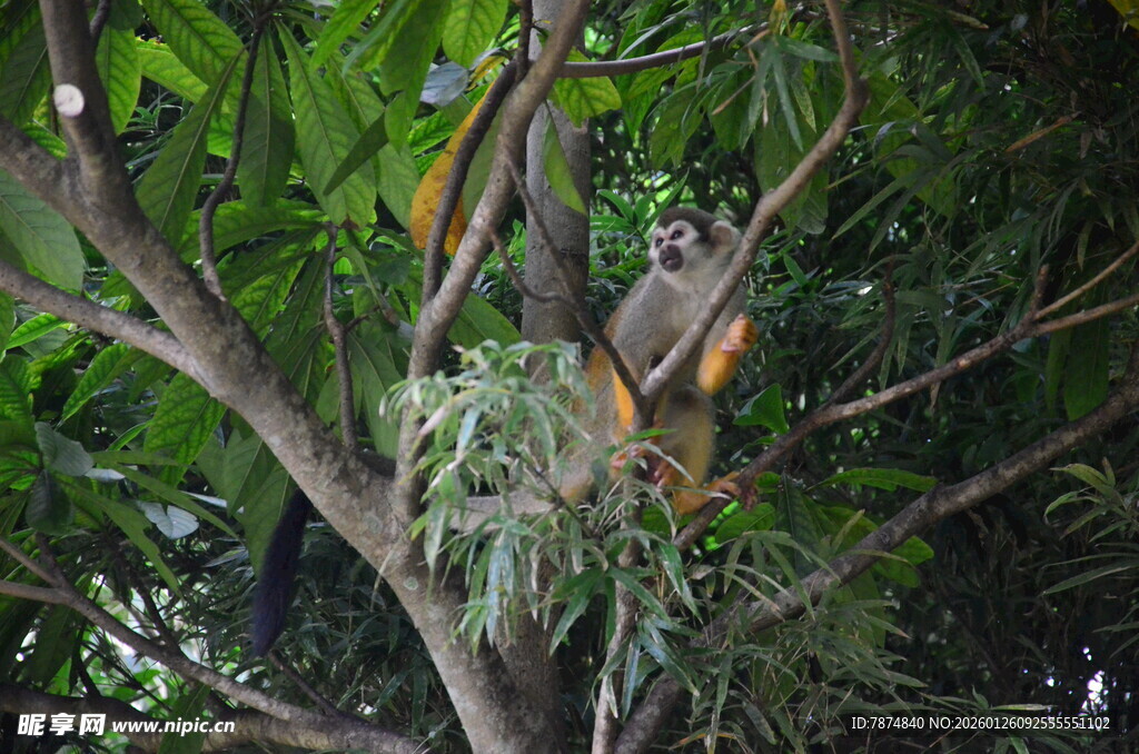 树上休憩的鸟儿