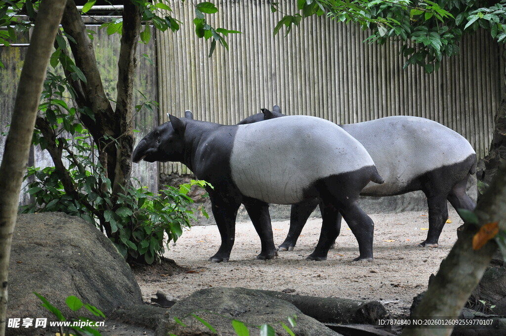 动物园中的马来貘