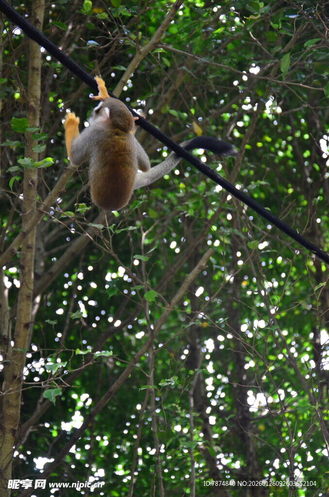树上嬉戏的松鼠