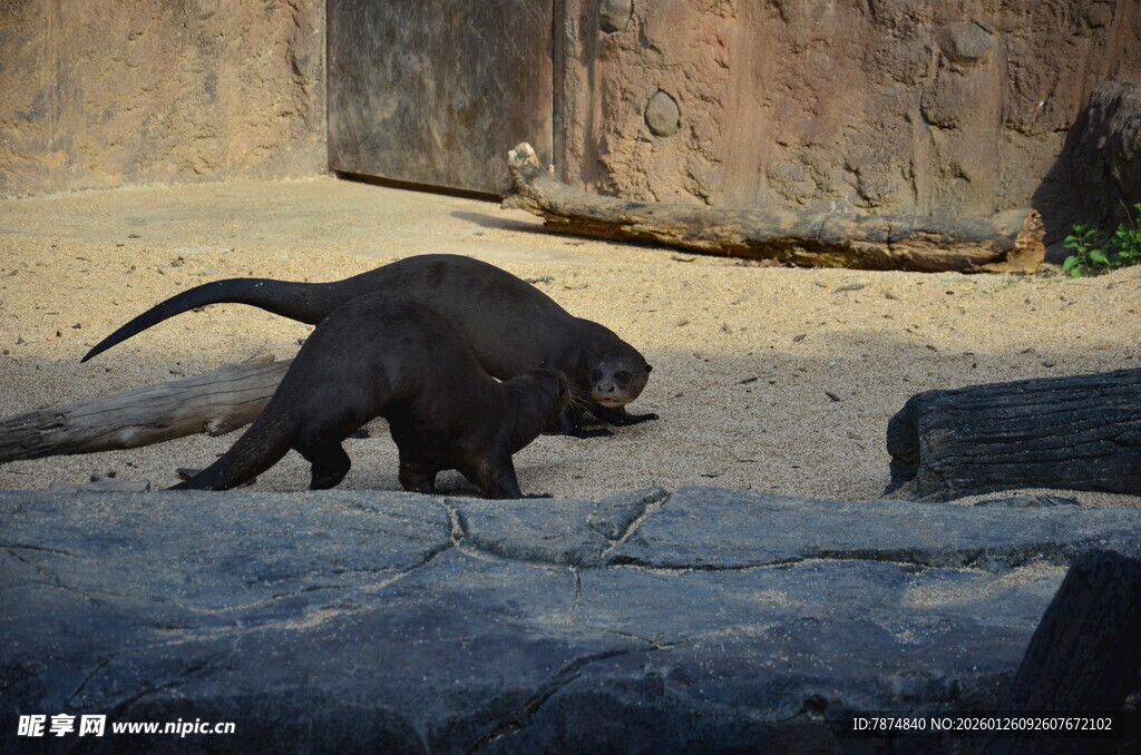 石台上行走的獴科动物