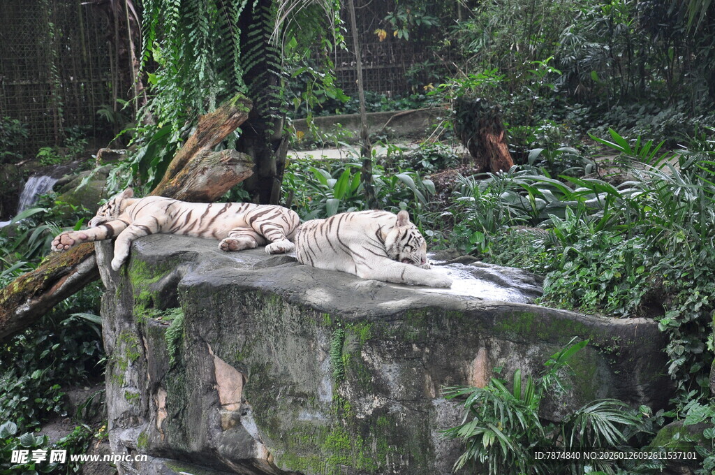 岩石上休憩的老虎