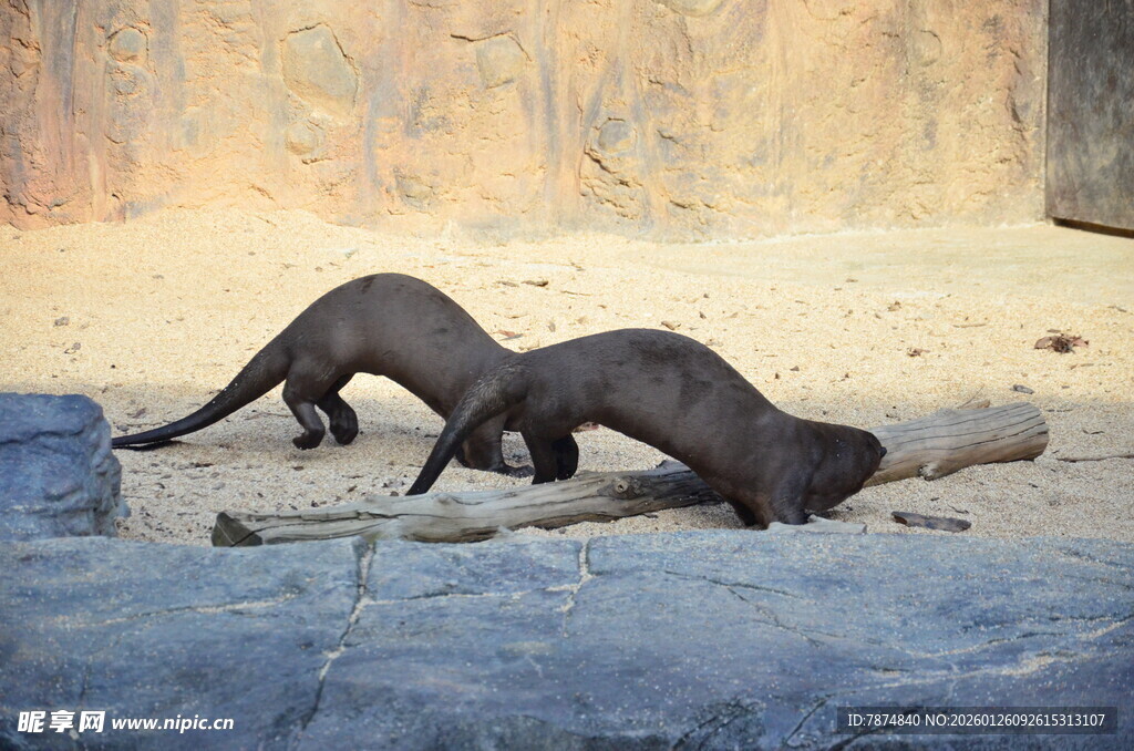 两只水獭在地面互动