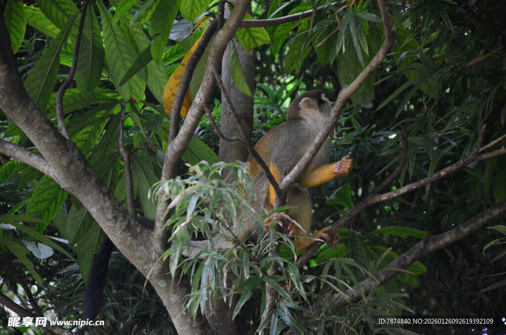 树上鸟巢隐于繁茂枝叶间