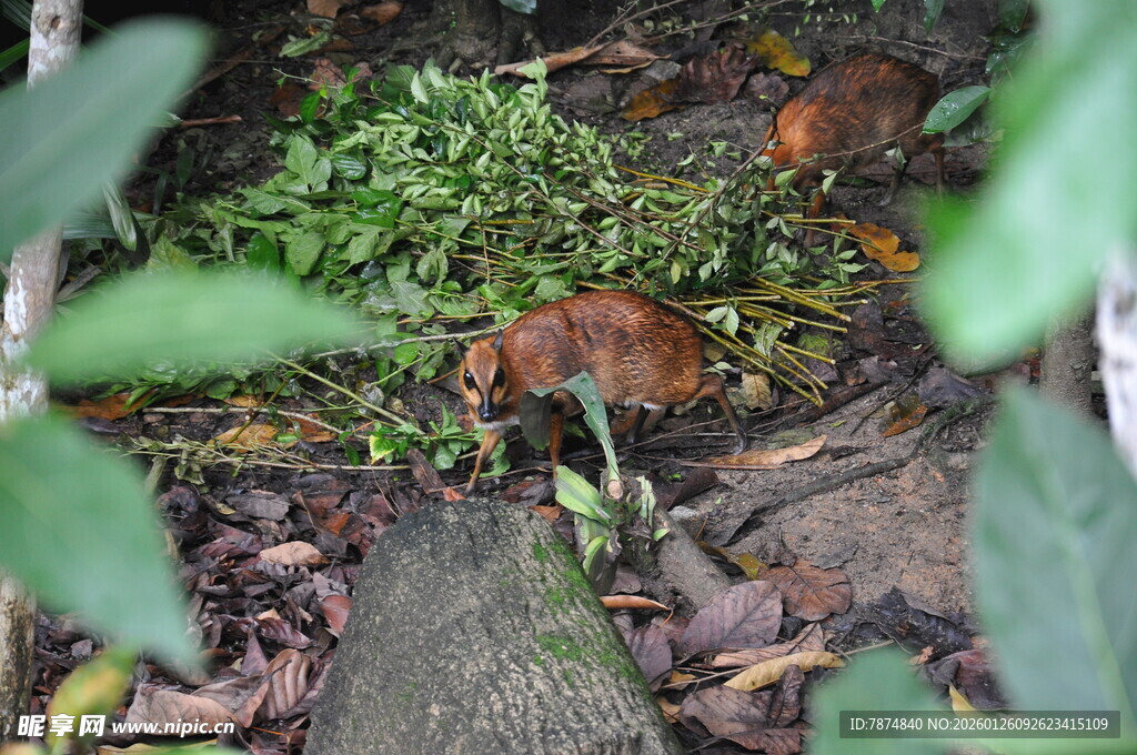 森林中的小动物