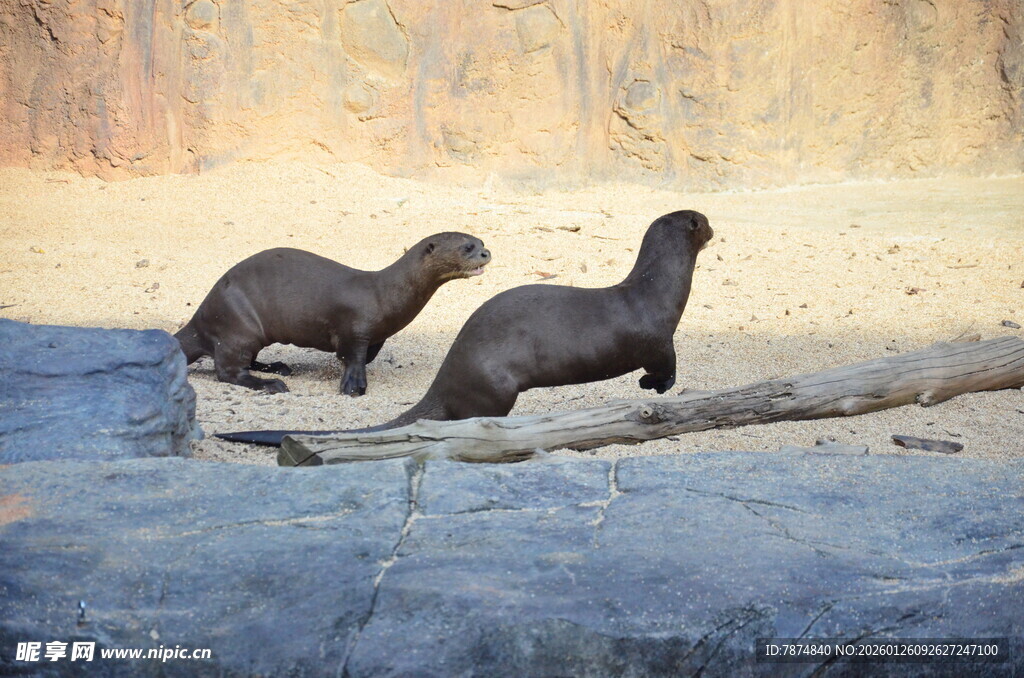两只海獭在木头上活动