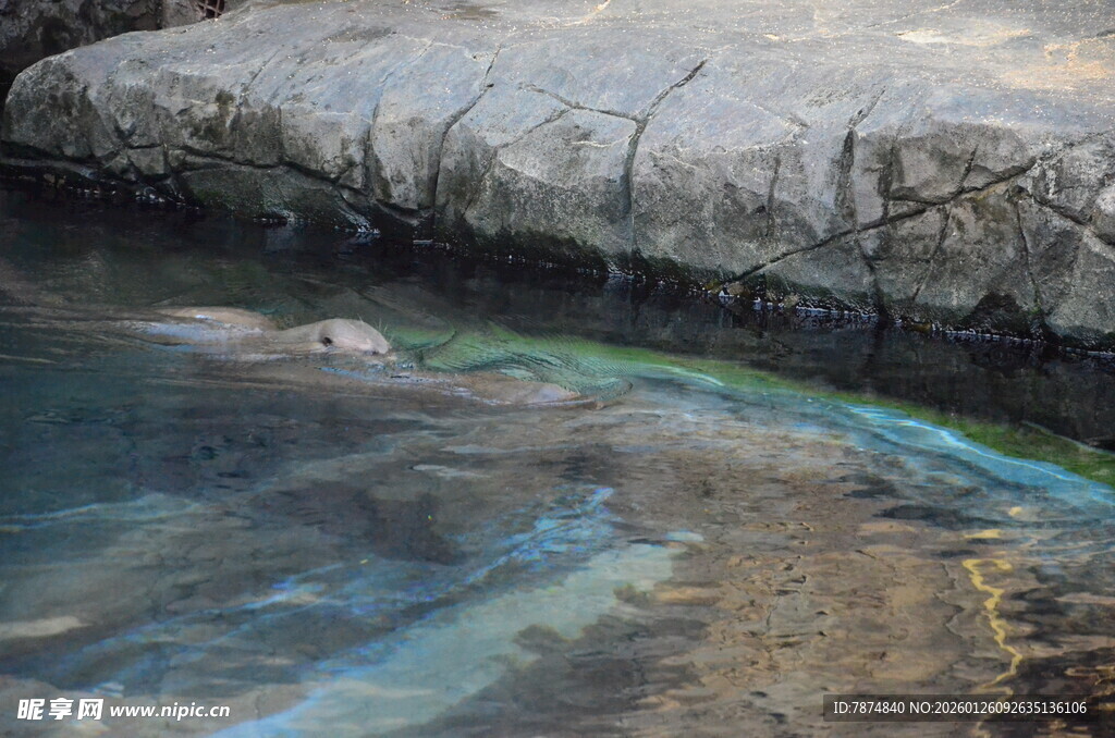 清澈水潭中的斑斓光影