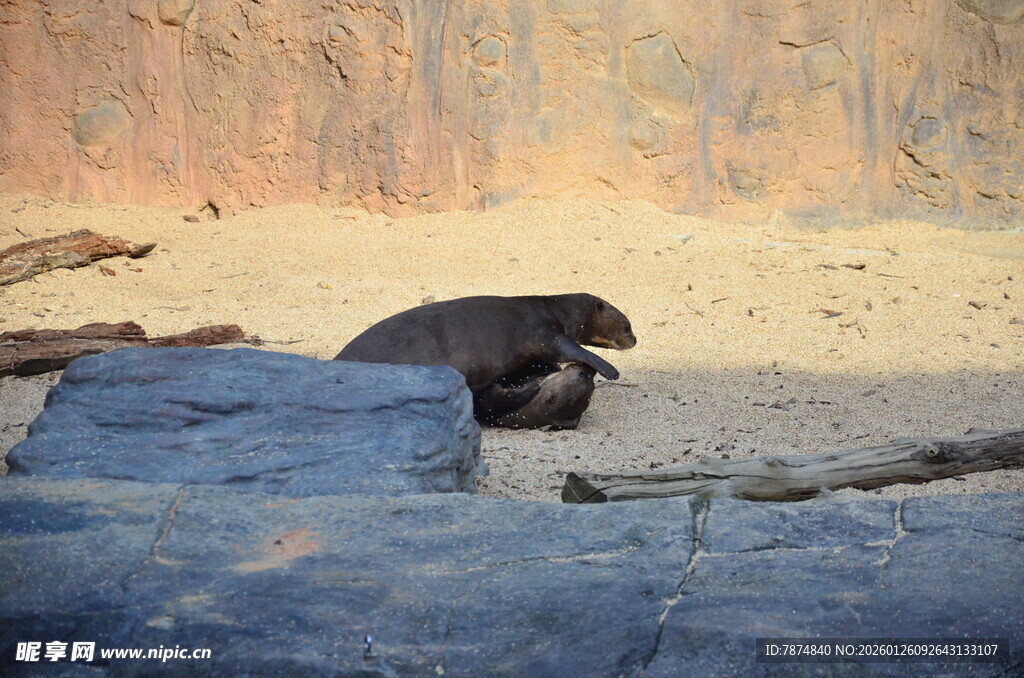 岩石上休憩的海豹