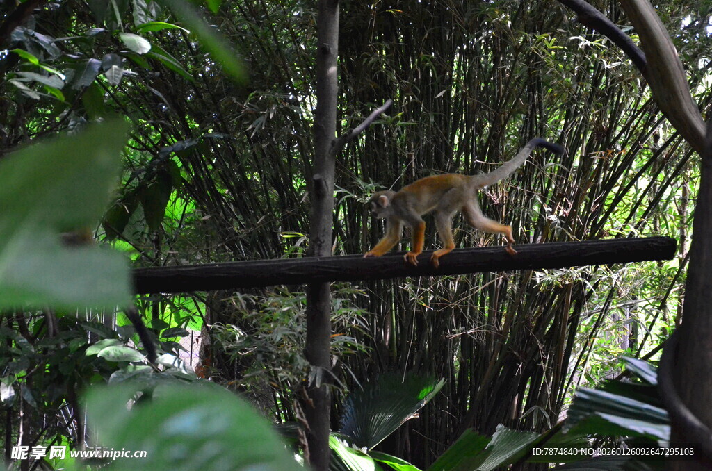 丛林中的猴子