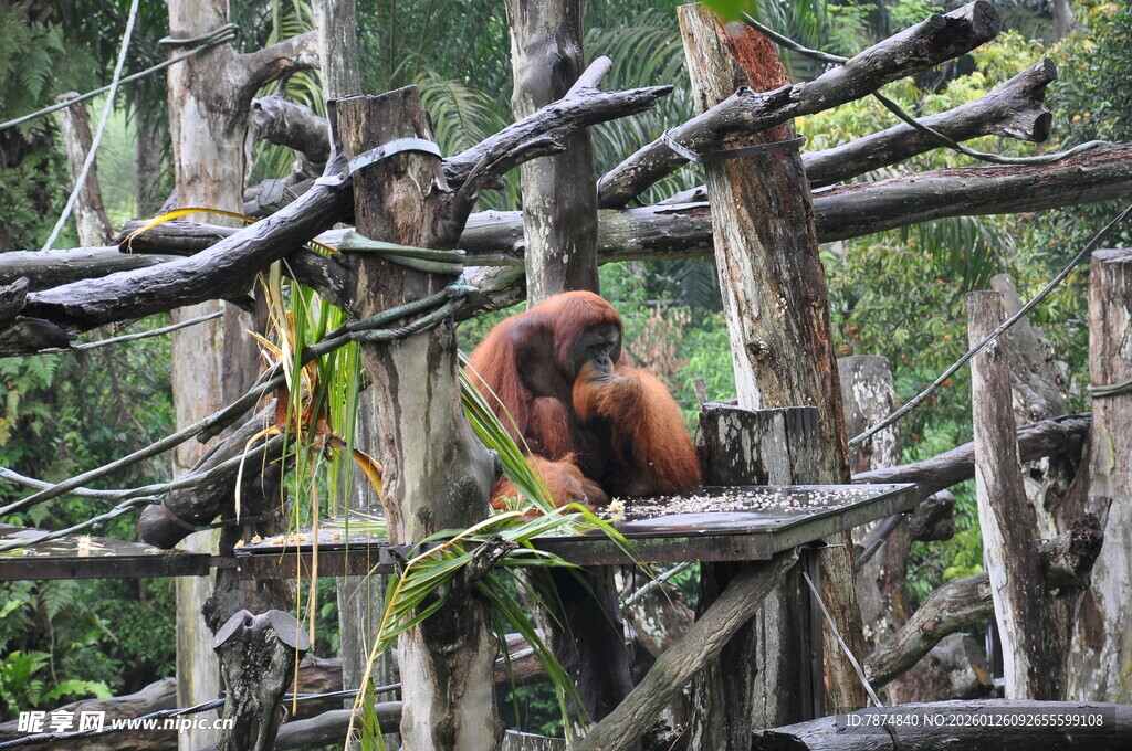 树上的红毛猩猩
