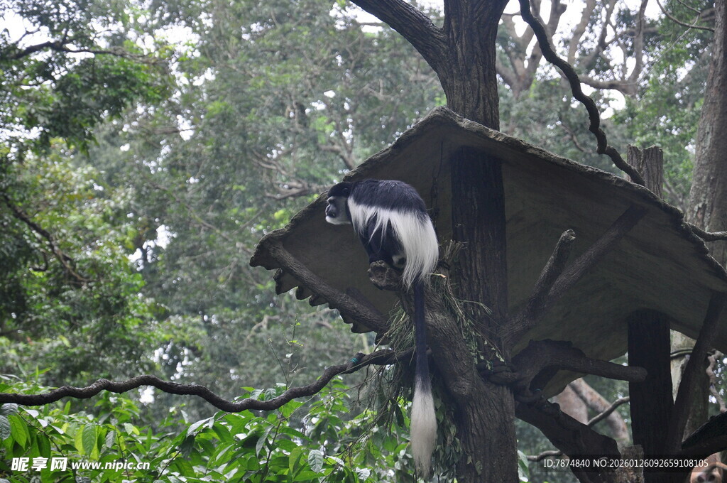 树上小屋藏于葱郁林间