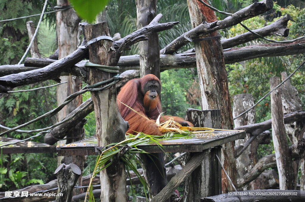 猩猩在木架上享用食物