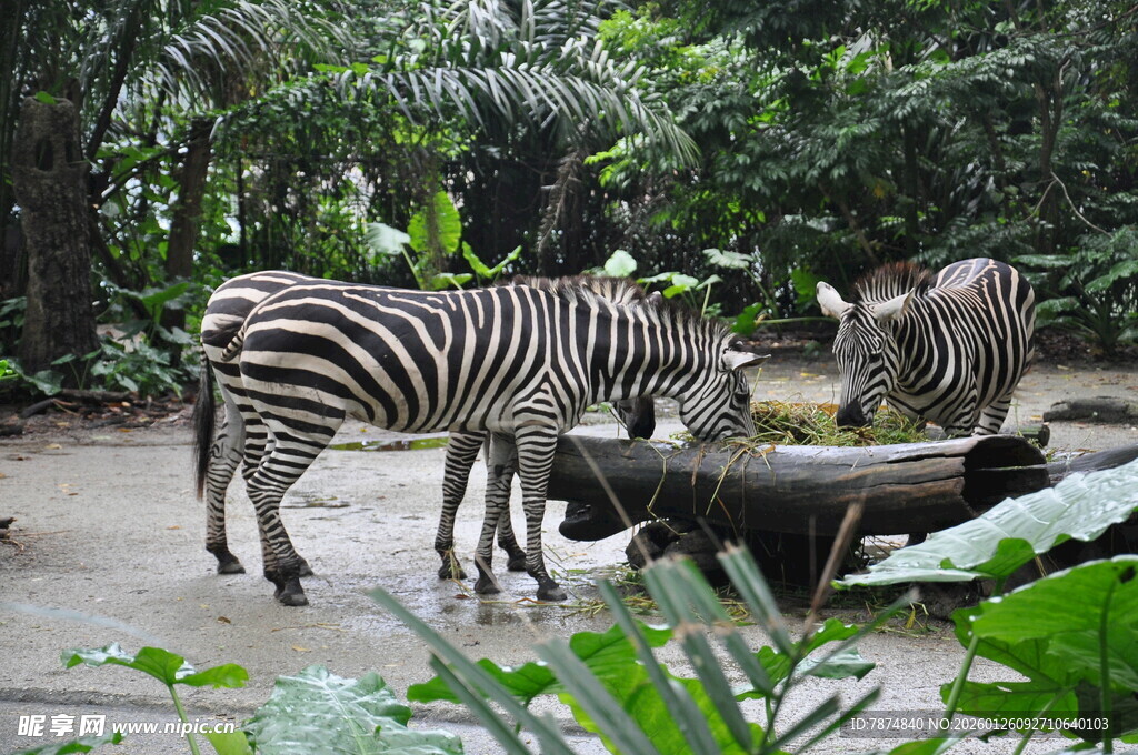 斑马与野猪共处自然场景