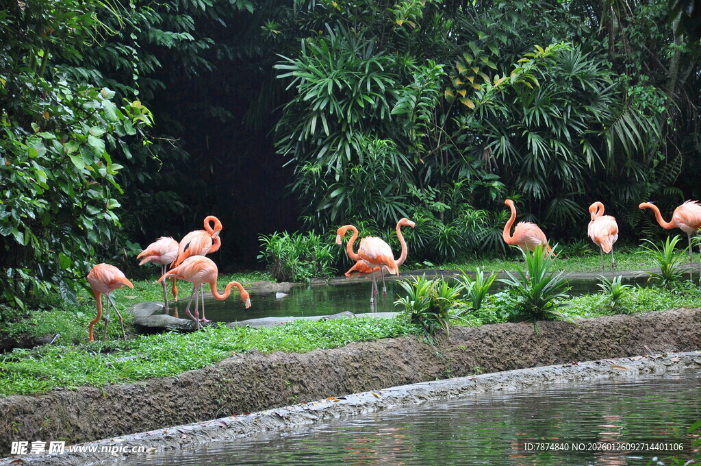 水边的火烈鸟群