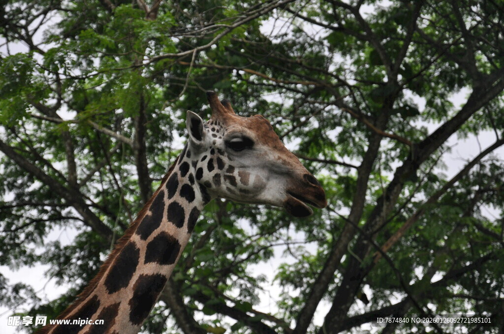 长颈鹿于绿荫间进食