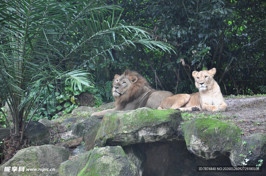 岩石上休憩的狮子与老虎