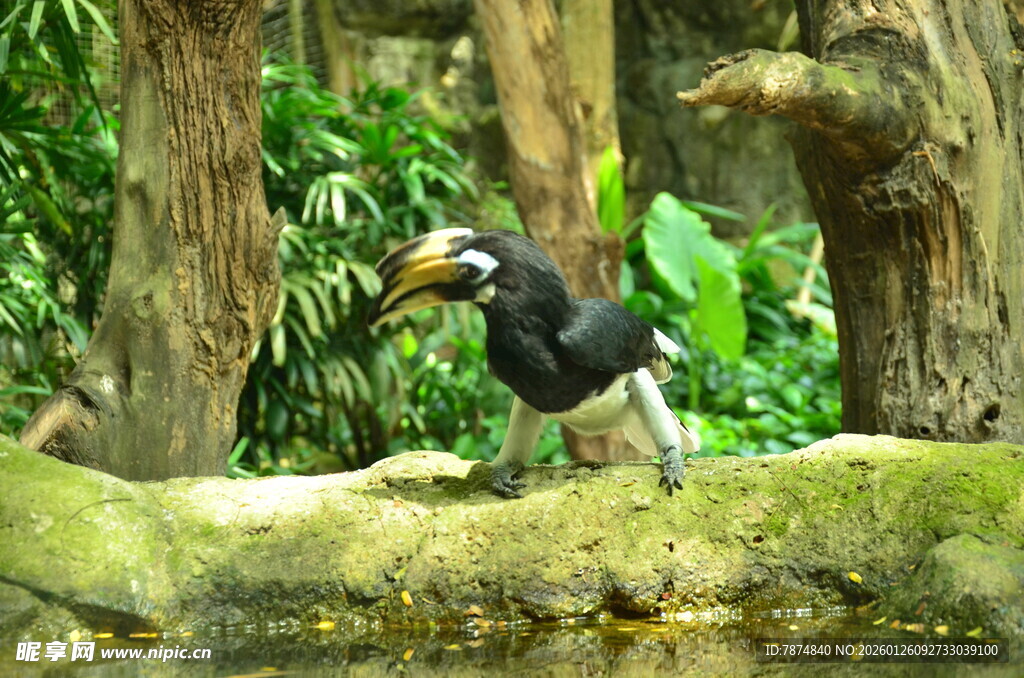 林中犀鸟站立于树干