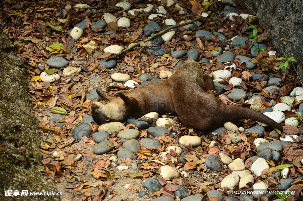 地上休憩的松鼠