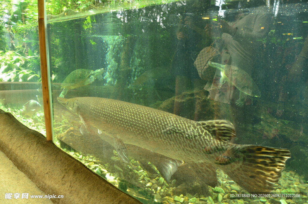 水族馆内的大型观赏鱼