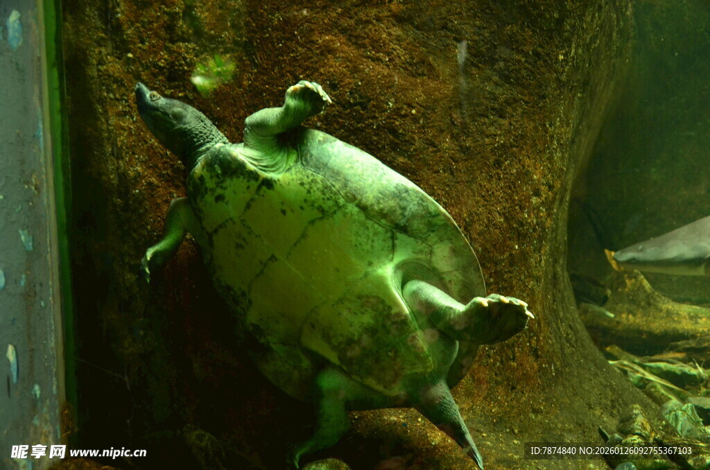 水族馆中趴在岩石上的绿海龟