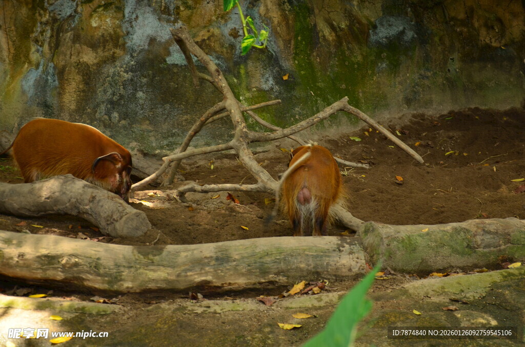 林间双猴觅食场景