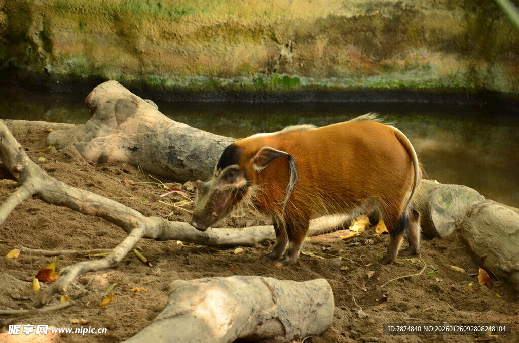 河边站立的棕色水牛