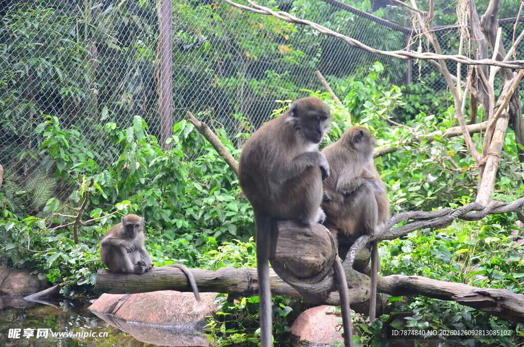 树枝上的几只猴子