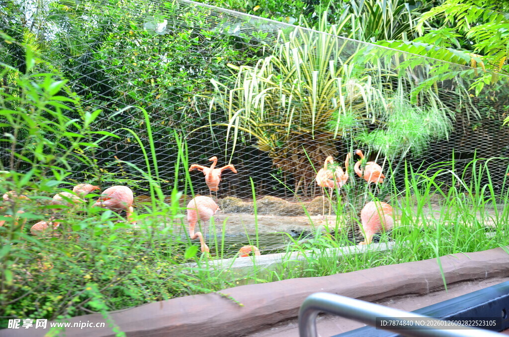 动物园中休憩的灵长类动物