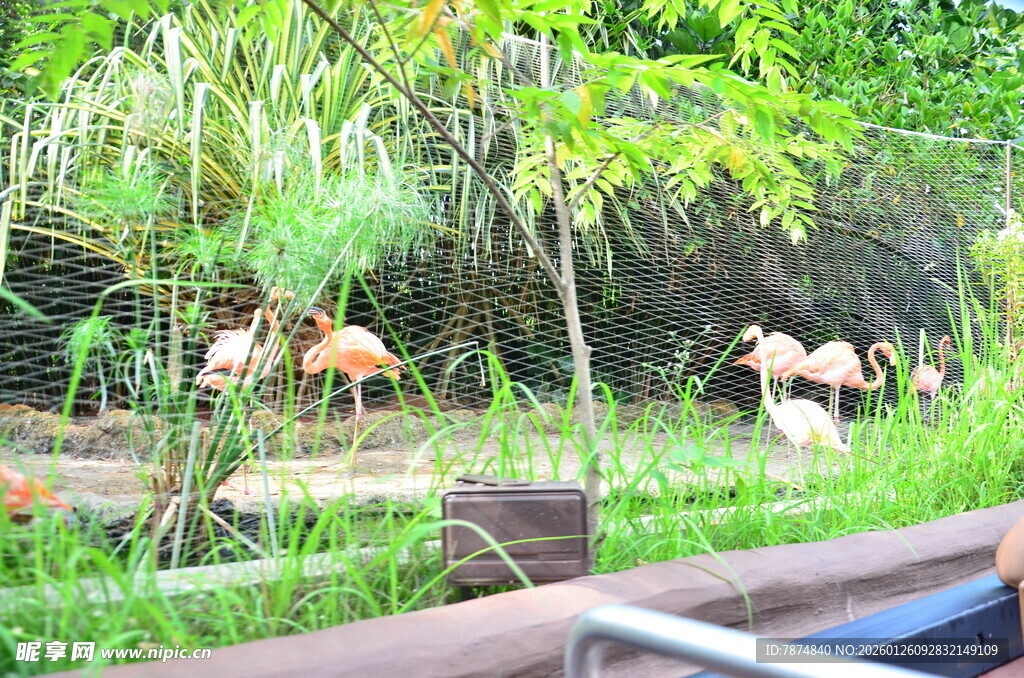 船边水域的野生鹿群