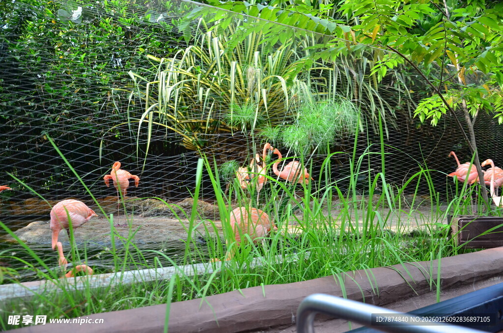 湿地中的火烈鸟与绿植