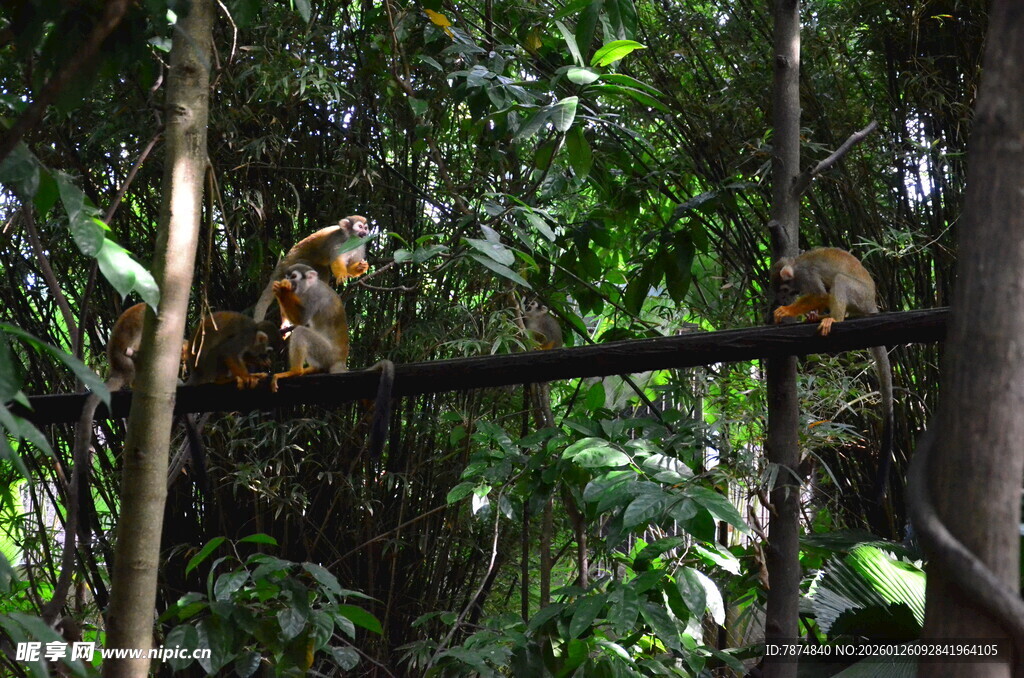林中猴子栖息于枝桠间