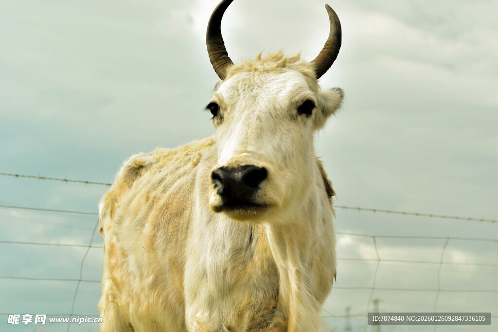 白色长角牛特写