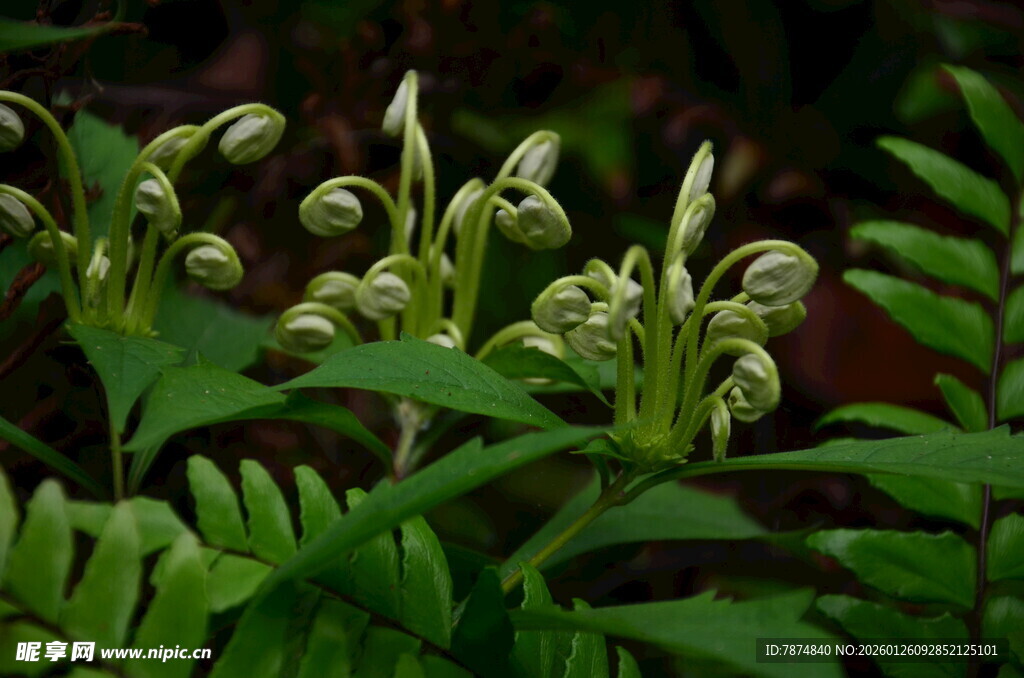 嫩绿蕨类植物生机勃勃