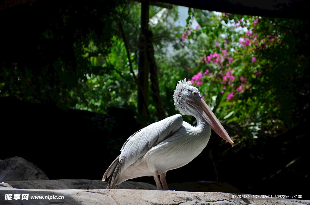 水边鹈鹕 背景绿植繁花