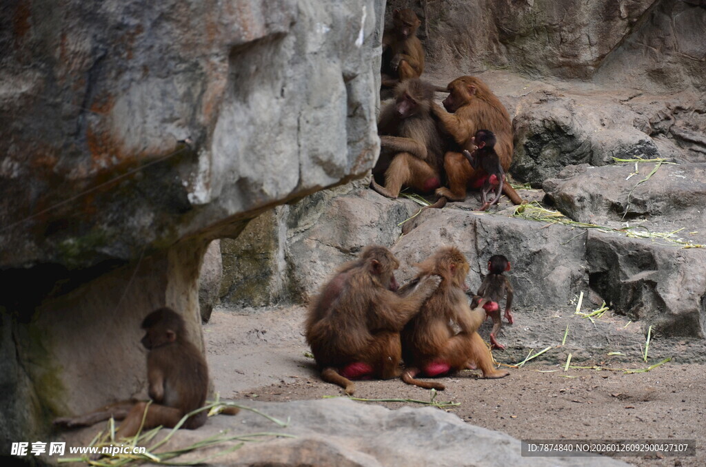 岩石旁亲昵互动的猴子
