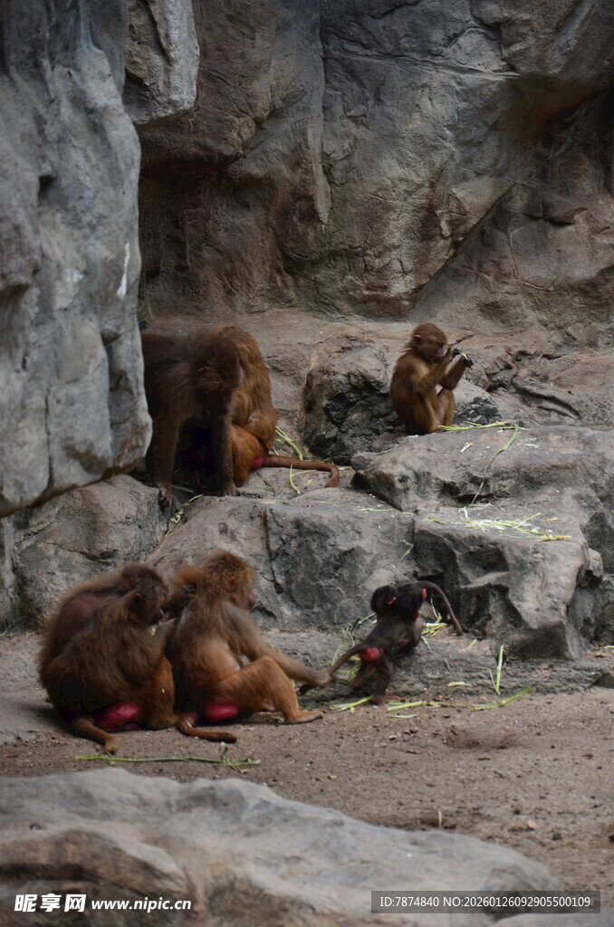 岩石旁休憩的几只猴子