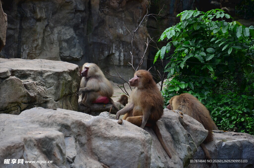 岩石上休憩的几只猴子