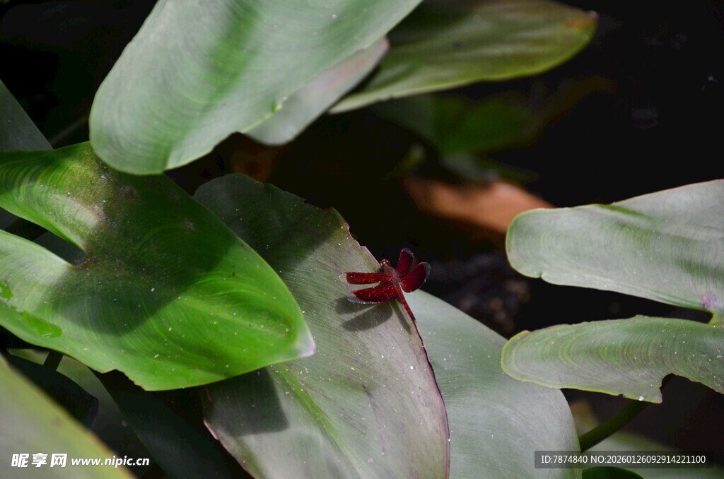 绿叶上的红色小昆虫