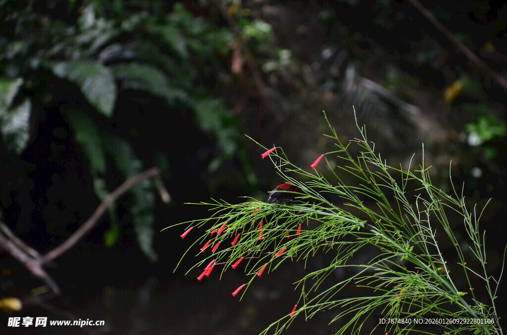 翠绿枝叶间的红色小花