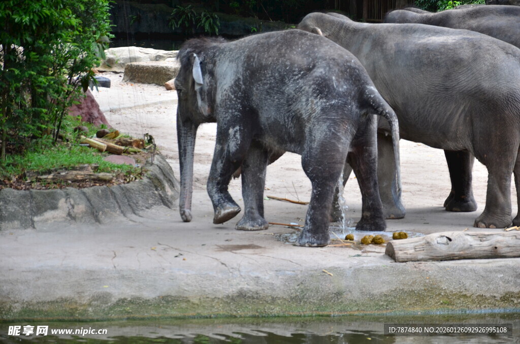 动物园中行走的几头大象