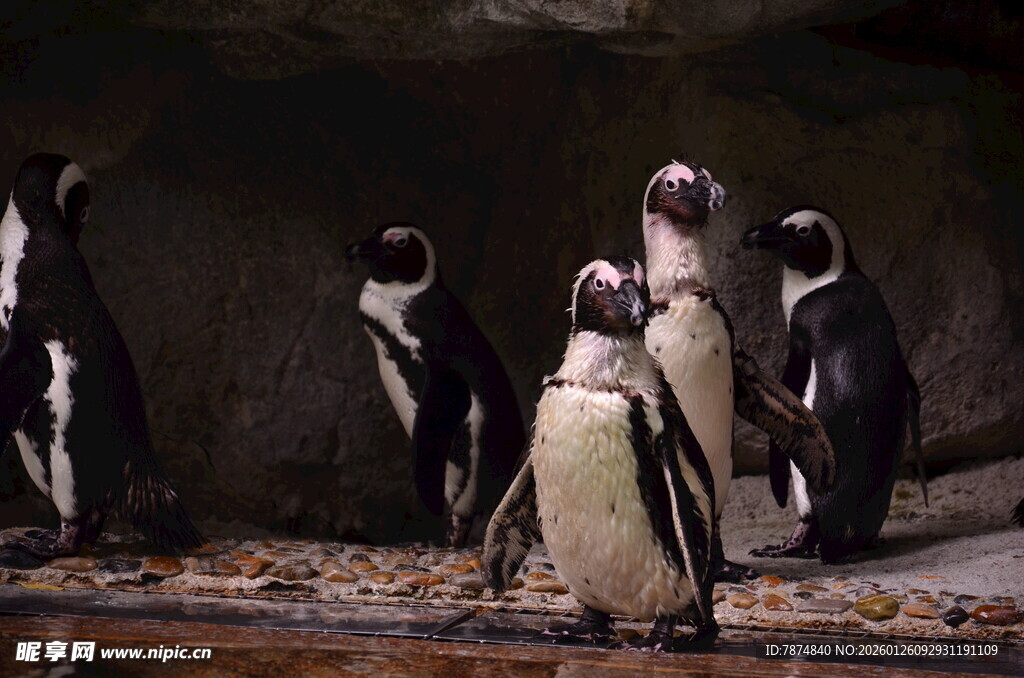 一群企鹅聚集在岩石旁