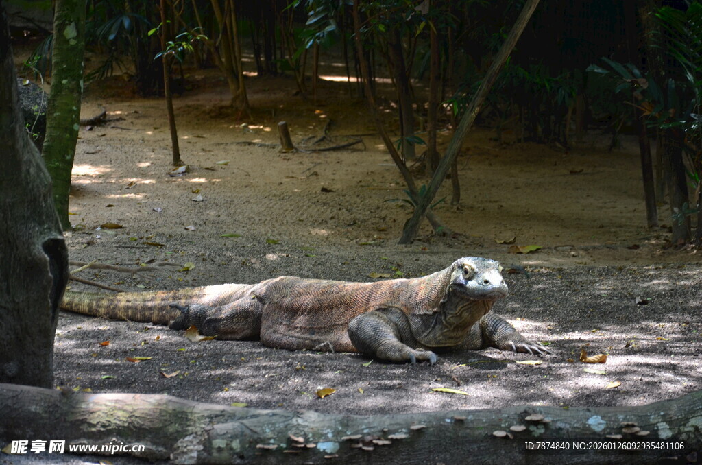 趴在地上的科莫多巨蜥