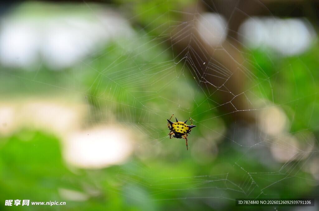 绿叶间飞舞的斑斓蝴蝶