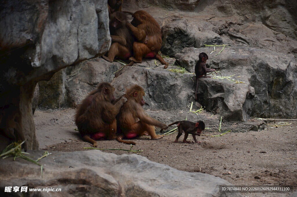 岩石上的猴群与小猴子