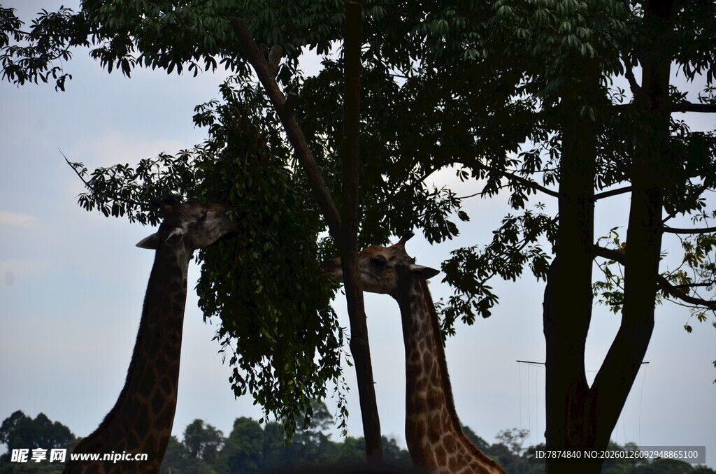 长颈鹿于树间的悠然景致