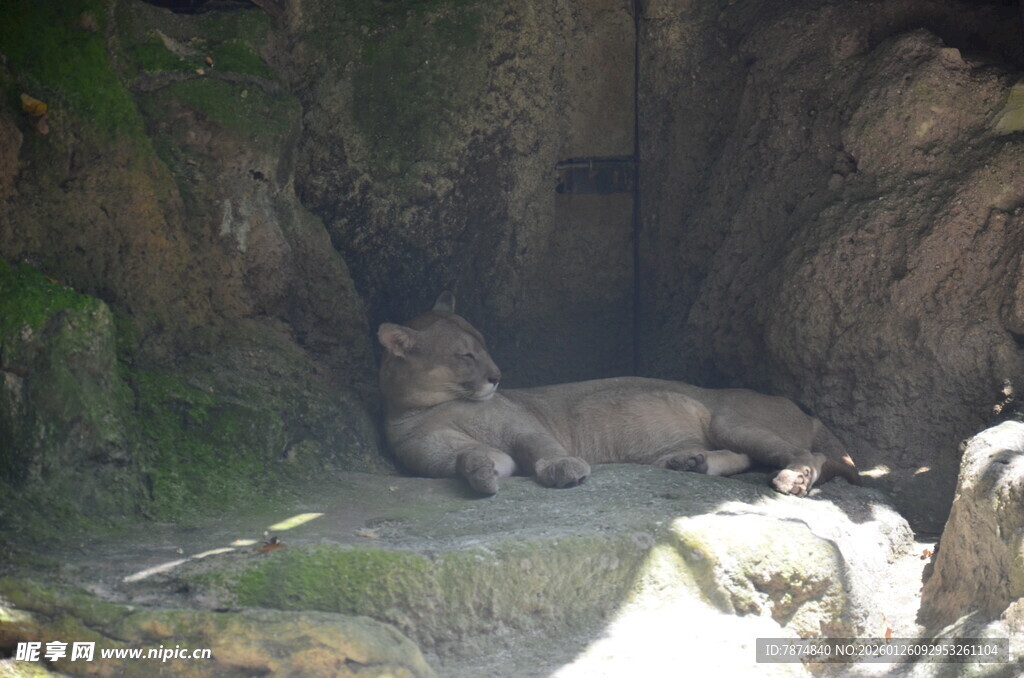 洞穴中的休憩的几只动物