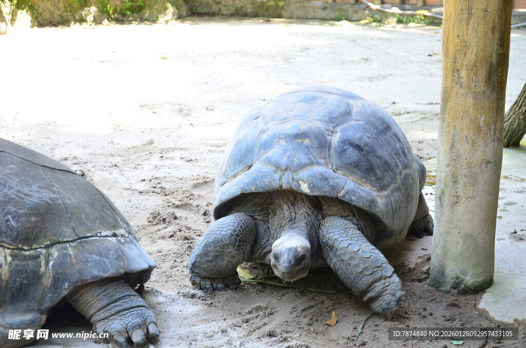 两只巨龟在沙地上休憩