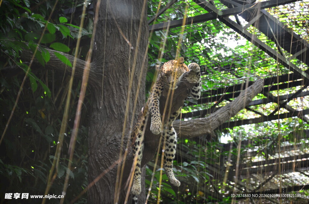 雨林中挂在绳索上的猴子